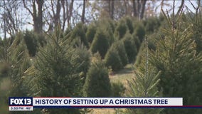 History of setting up a Christmas tree