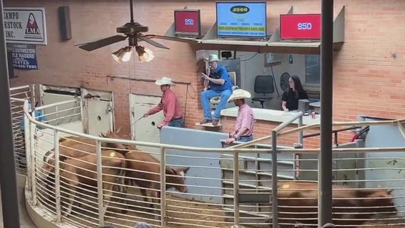 Record-high beef prices prove a challenge for Texas ranchers