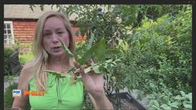 Tuesdays with Toni: Tips to grow plants as heat continues | FOX Weather Philly