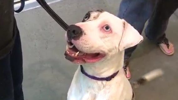 Adoption fees waived for select dogs at Lake County shelter