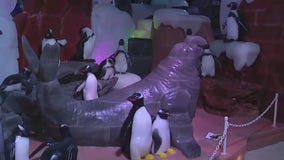 Experience Ice Land at Moody Gardens