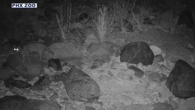 Ocelot spotted in southern AZ for first time in years