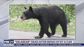 Bear killed in crash after multiple sightings around Delaware