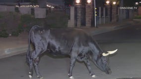 Cow spotted roaming SFV neighborhood