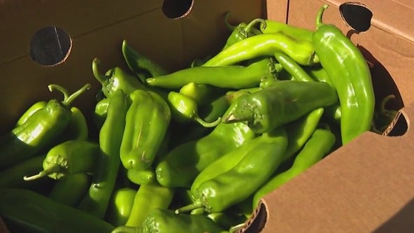 Fry's hosts live green chili roasting events at select stores