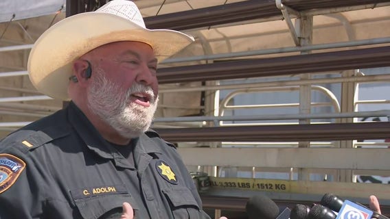 Cows wrangled up after going loose on I-45 in Houston: WATCH