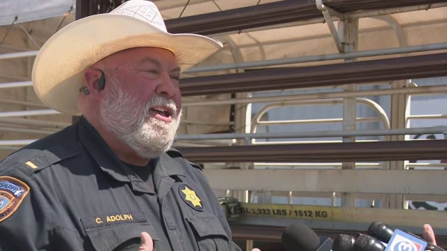 Cows wrangled up after going loose on I-45 in Houston: WATCH