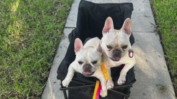 ‘Frenchie wagon’ for the dogs