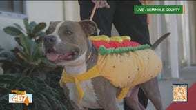 Seminole County Animal Shelter $5 adoption fees