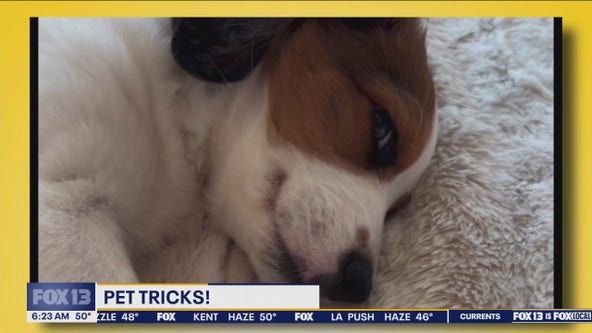 Pet Tricks for Monday, October 21