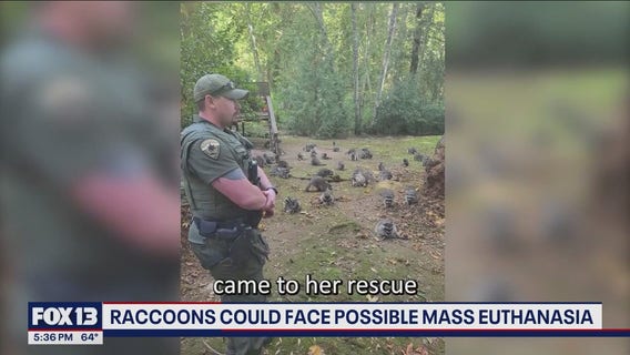Raccoon crisis averted: WA woman stops feeding animals, they clear out