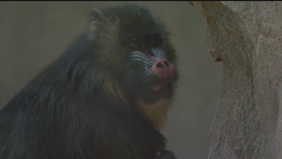 Phoenix Zoo home to oldest mandrill monkey, 37-year-old Nikki