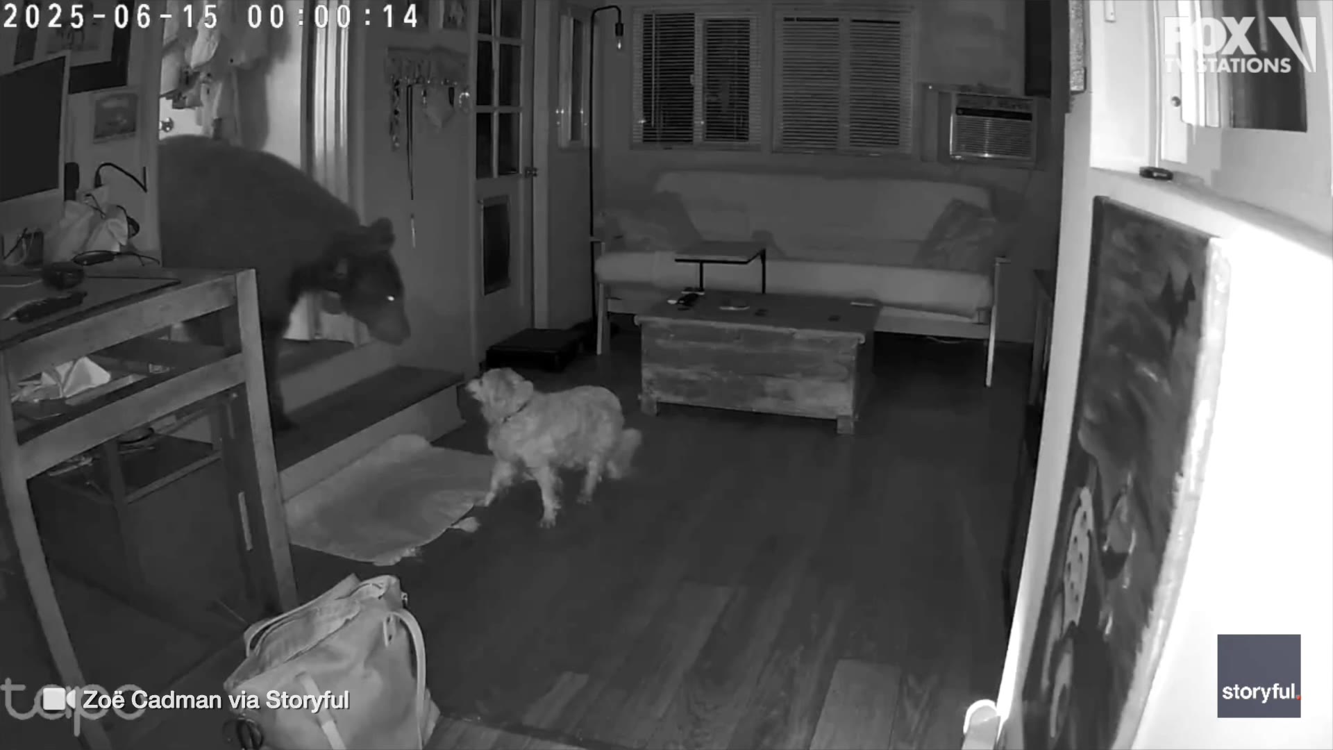 Dog comes face-to-face with bear inside Monrovia home