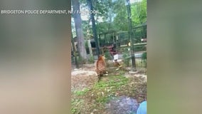 Woman jumps into NJ tiger enclosure