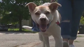 Orion at PAWS Shelter of Central Texas