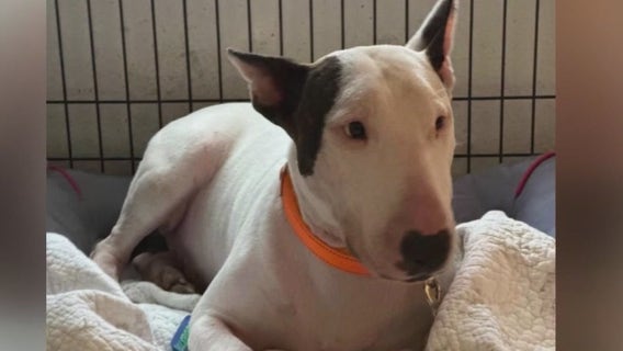 Man accused of tying up dog to pole on I-75 ahead of Hurricane Milton charged: ‘They will face the music’