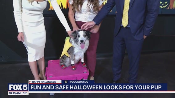 Fun and safe Halloween looks for your pup