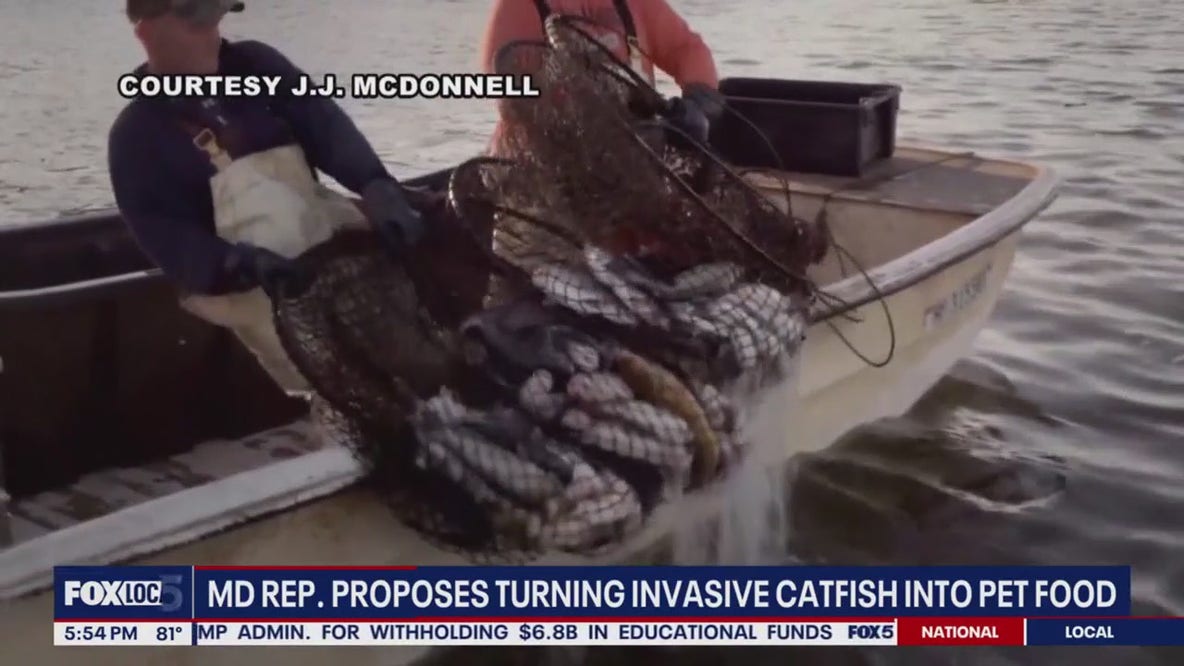MD congresswoman proposes turning invasive catfish into pet food