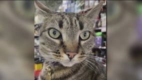 Bodega cat struck and killed by Waymo, store owner says