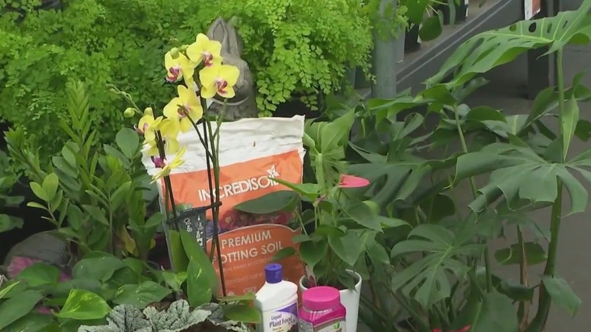 Beat the summer heat with houseplants