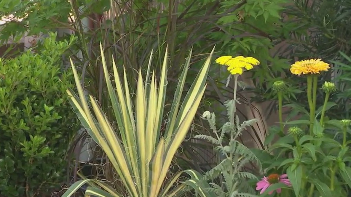Deer resistant plants for your garden