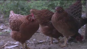 First case of bird flu reported in child