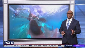 Divers' up-close shark encounter in Australia