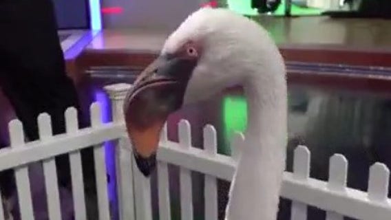 Walking on the wild side with Busch Gardens