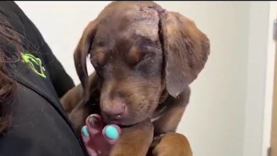Puppy, beaten beyond recognition, recovering after surgery