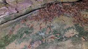 Watch: Video shows rare fish's ability to climb rocks