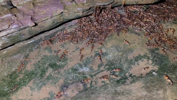 Watch: Video shows rare fish's ability to climb rocks