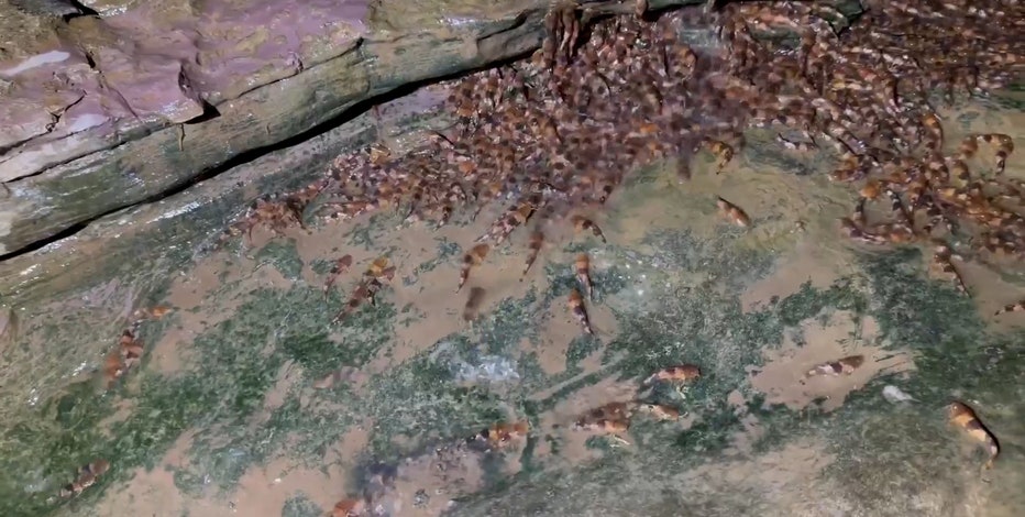 Watch: Video shows rare fish's ability to climb rocks