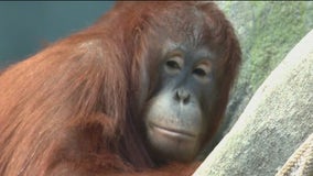 Swing by the Brookfield Zoo Chicago to see orangutans