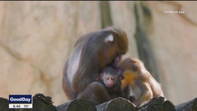 Fort Worth Zoo welcomes rare baby mandrill