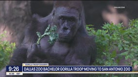 Dallas Zoo bachelor gorillas moving to San Antonio Zoo