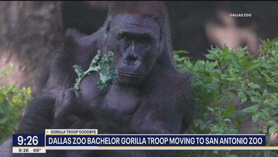 Dallas Zoo bachelor gorillas moving to San Antonio Zoo