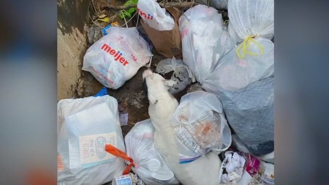 Police search for person who abandoned dog in Ann Arbor dumpster | FOX 2 Detroit