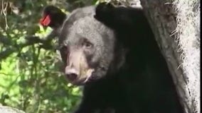 FWC to discuss Florida bear hunt rules on Wednesday