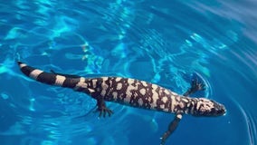 Family in Tucson finds Gila Monster in pool