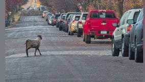 Sheep on the run near Duluth