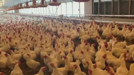 UC Davis bird flu expert urges owners of backyard chickens to take precautions