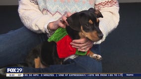 Rescue Me: Meet Ophelia | Good Day Philadelphia Weekend