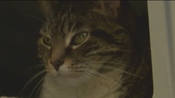 Anti-cat declawing bill in California advances