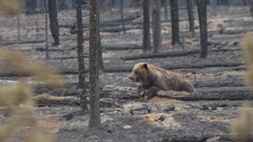 Animals surviving Jasper wildfire