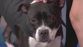 Meet Saint: Our Pet of the Day