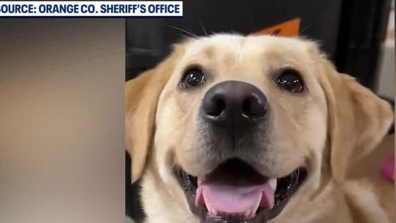 Orange County Sheriff's Office welcomes new K-9