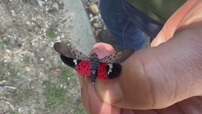 Spotted lanternfly numbers down across NYC