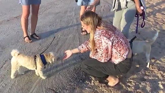 Permanent dog-friendly beach section approved in Ormond Beach