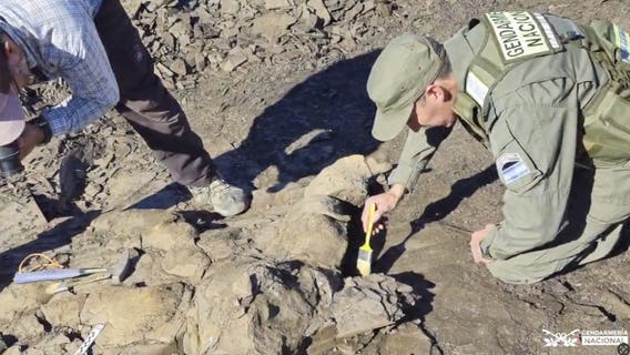 Fossil of prehistoric marine reptile discovered in Argentina field