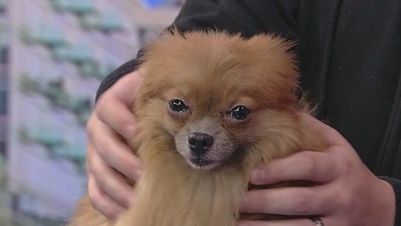 Meet Phoenix: Our Pet of the Day